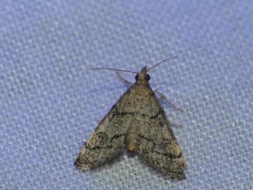 Metasia cuencalis